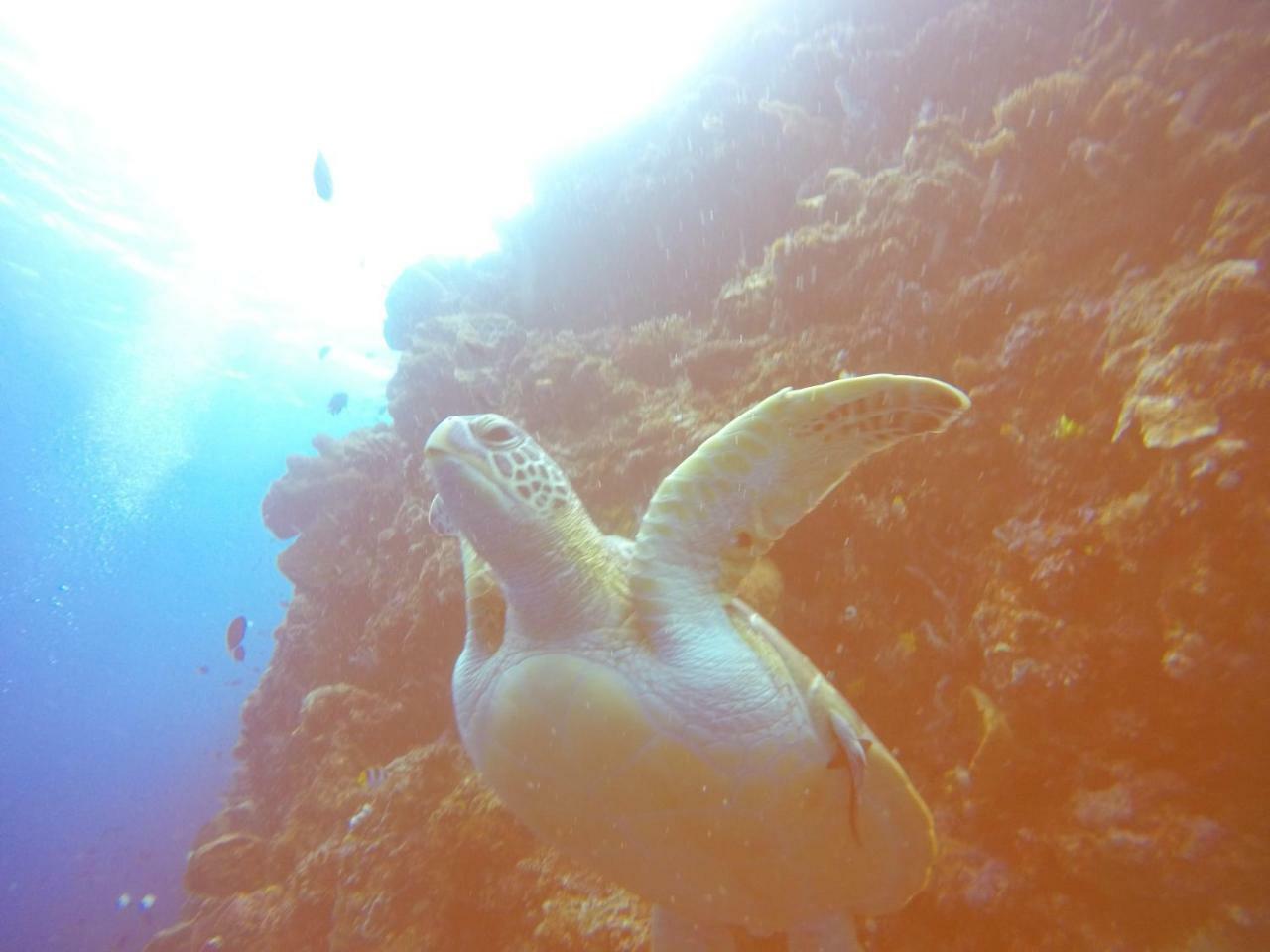 Blue Shark Divers Bunaken Exterior photo